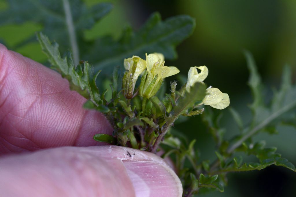 Erucastrum gallicum /Erucastro francese